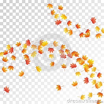 Maple leaves vector illustration, autumn foliage on transparent background. Vector Illustration