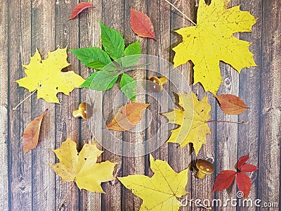 Maple leaves on a wooden board Stock Photo