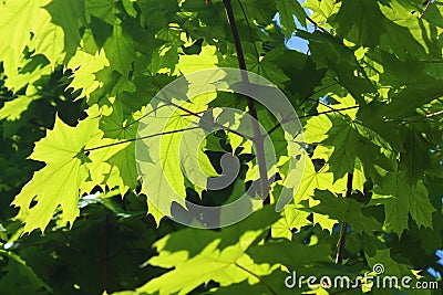Maple, maple branches, bushes Stock Photo