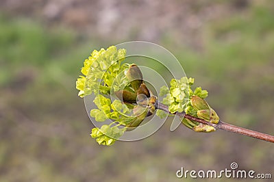 Maple ordinary blossoms in early spring close up. Yellow maple inflorescences. Stock Photo