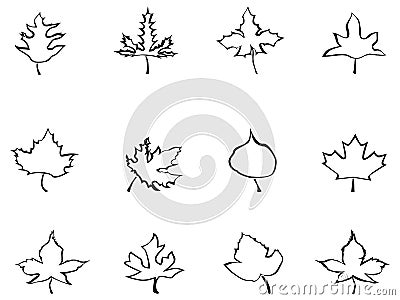 Maple outline stylized leaves Vector Illustration