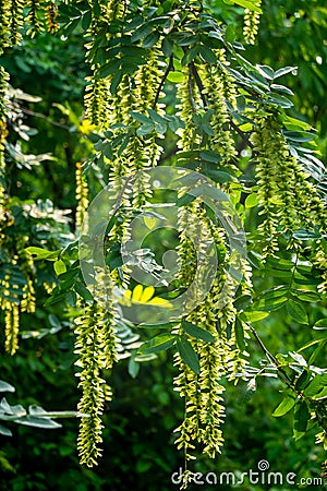 Maple poplar in bloom in spring Stock Photo