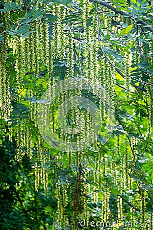 Maple poplar in bloom in spring Stock Photo