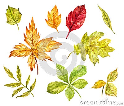 Maple, rowan, oak, birch leaves isolated on white. Watercolor se Vector Illustration