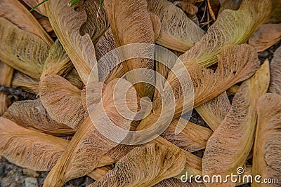 Maple seedlings on the ground Stock Photo