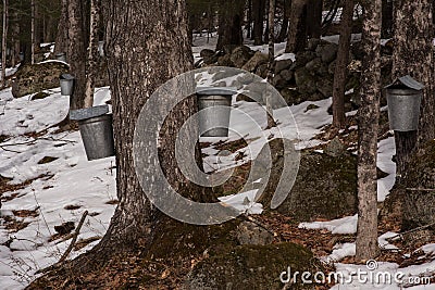 New england maple syrup sap buckets Stock Photo