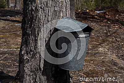 New england maple syrup sap buckets Stock Photo