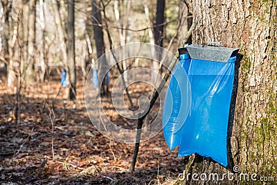 Maple Syrup Tapping in the Spring Stock Photo