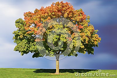 Maple Tree in Autumn Stock Photo