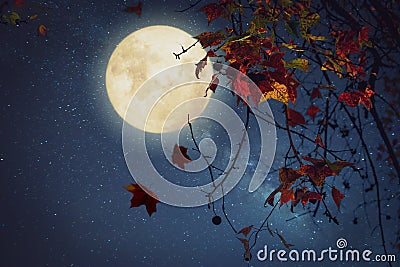 Maple tree in fall season and full moon with star. Stock Photo