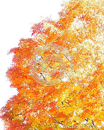 Maple Tree at Foliage Season Peak Color Stock Photo