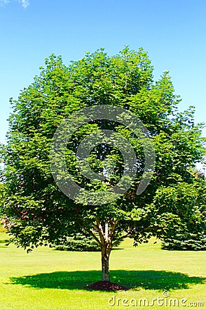 Maple Tree Stock Photo