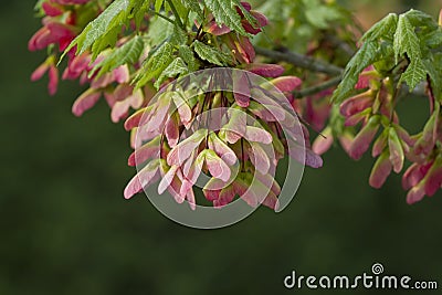 Maple Tree Pink Winged Seeds Background Right Stock Photo