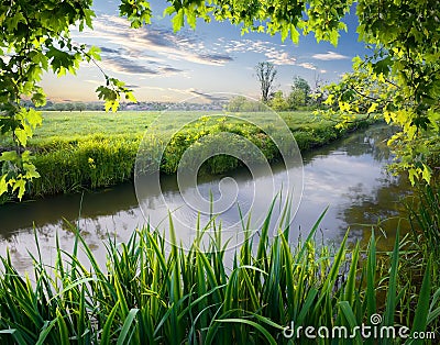 Maple tree and reeds on river Stock Photo