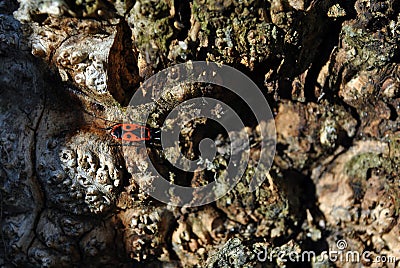 Maple tree root weird texture close up with red firebug Pyrrhocoris apterus, horizontal background Stock Photo