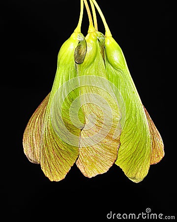 Maple Tree Seeds Stock Photo