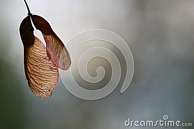 Maple Tree Seeds Stock Photo