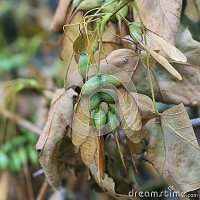 Maple tree seeds on tree in the fall. Square. Stock Photo