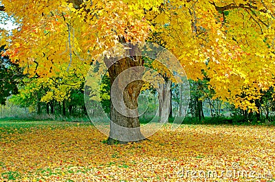 Maple Tree Shedding Leaves in Autumn Stock Photo