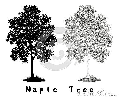 Maple Tree Silhouette, Contours and Inscriptions Vector Illustration