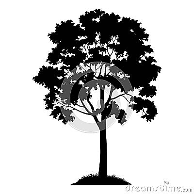 Maple Tree Silhouette Vector Illustration