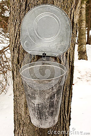 Maple tree tapping to create maple syrup Stock Photo