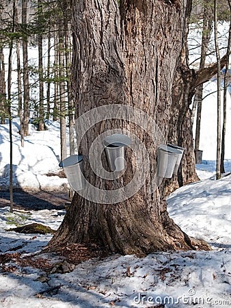 Maple tree with traditional buckets Stock Photo