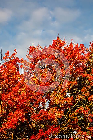 Maple tree turned red and orange with a blue sky and white clouds Stock Photo