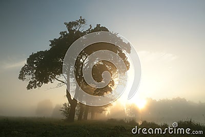 maple trees on the field next to the shore of the lake against the blue sky lit by the rising sun morning fog rises above the Stock Photo