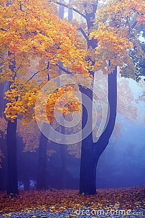 Maple trees Stock Photo