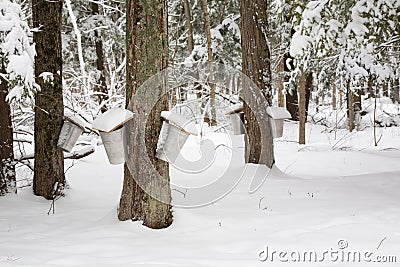 Maple Trees with Sap Pails Stock Photo