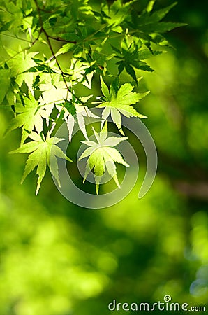 Maple verdure Stock Photo
