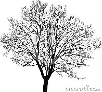 Maple young tree Vector Illustration