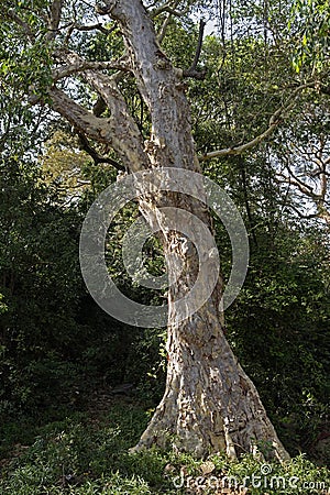 Gaint green tree branches Bottom view of tall old trees in evergreen forest, as natural background.Kota Editorial Stock Photo