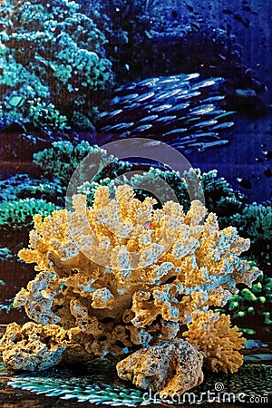 Marine life Orange coral in Ocean Background studio shot Stock Photo