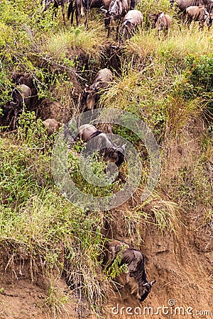 Mara River region. The beginning of a great migration of wildebeest. Kenya. Africa Stock Photo