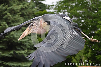 Marabou stork Stock Photo