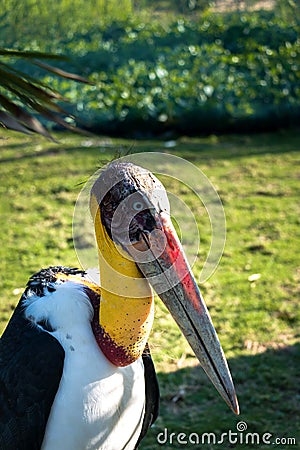 Portrait of A Marabou Stork Stock Photo