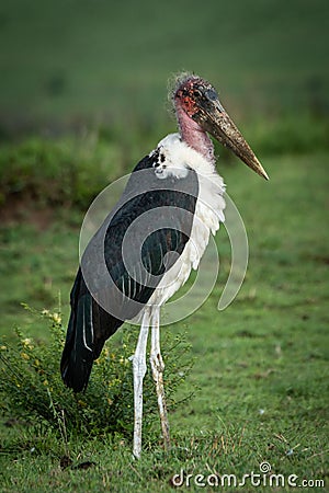 Marabou stork stands in grass by bush Stock Photo