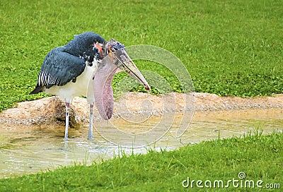 The marabou stork & x28;Leptoptilos crumenifer& x29; a bird in the stork family Ciconiidae Stock Photo