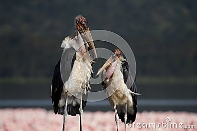 Marabou storks in front of Nakuru flamingos Stock Photo
