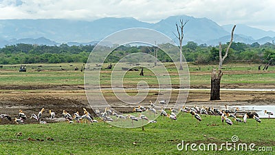 Marabou, wild birds on the grass, dead trees in the lake Stock Photo