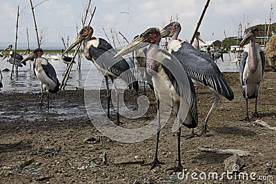 Marabu Stock Photo