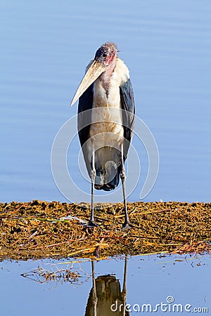 Marabu Stork, Nakuru Lake Stock Photo