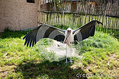 Marabu stork spreading wings on grass Stock Photo