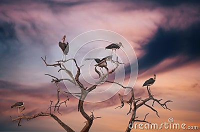 Marabu stork Stock Photo