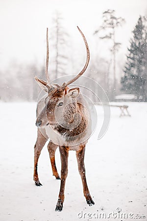Winter holidays in Zyuratkul National Park. Chelyabinsk region. Russia. Stock Photo