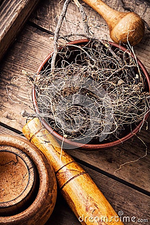 Maral root in herbal medicine Stock Photo