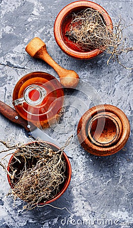 Maral root in herbal medicine Stock Photo