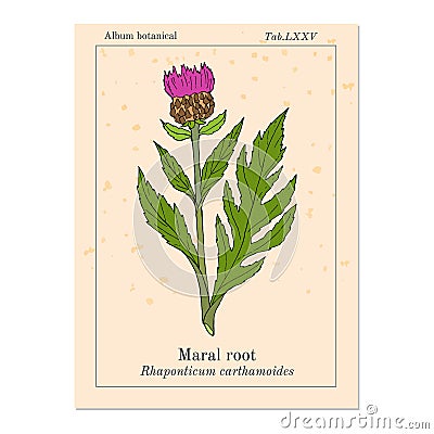 Maral root rhaponticum carthamoides , medicinal plant Vector Illustration